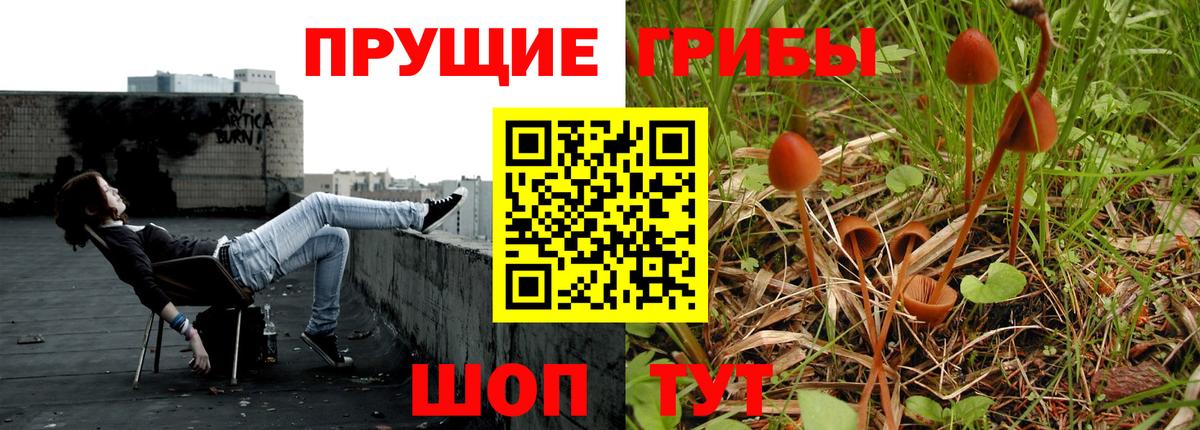 Галлюциногенные грибы Psilocybe Новозыбков